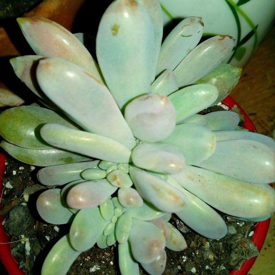 Pachyphytum Blue Haze Crested in the GardenTags plant encyclopedia