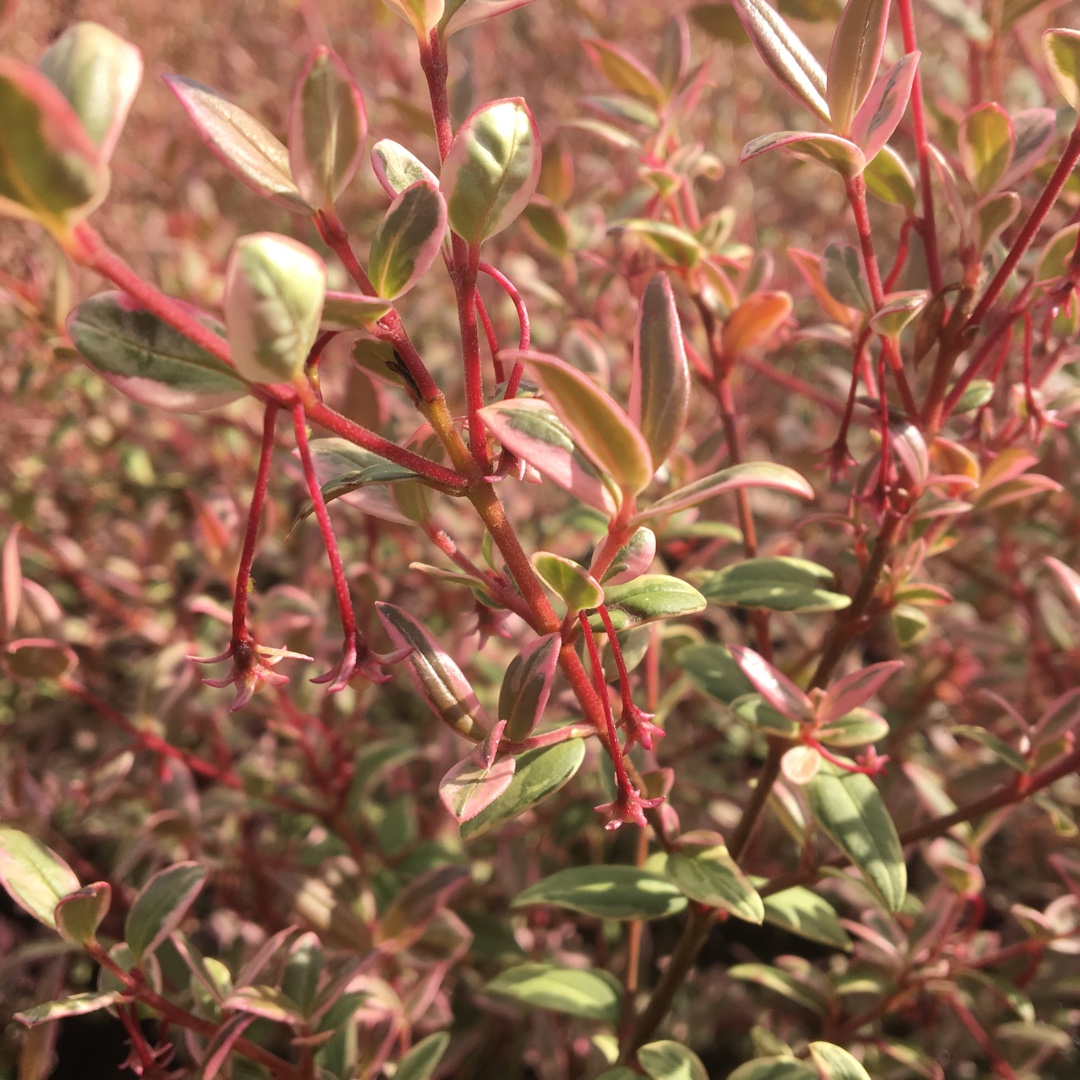 Chilean Guava Flambeau in the GardenTags plant encyclopedia