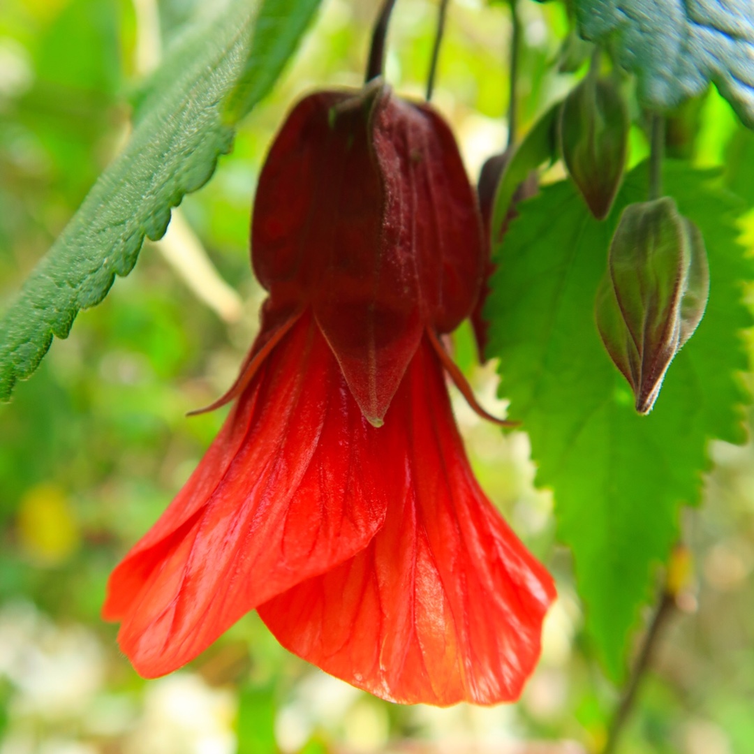 Miller Abutilon in the GardenTags plant encyclopedia