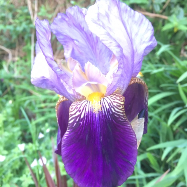 Bearded Iris Lent A. Williamson (Tall) in the GardenTags plant encyclopedia