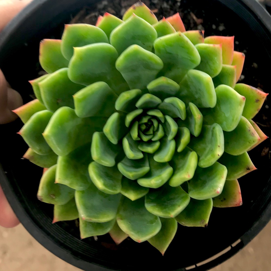 Echeveria Blue Wren in the GardenTags plant encyclopedia