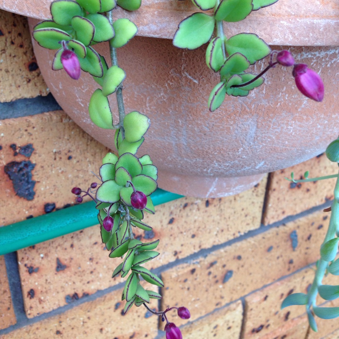 Kalanchoe Angel Lamp in the GardenTags plant encyclopedia