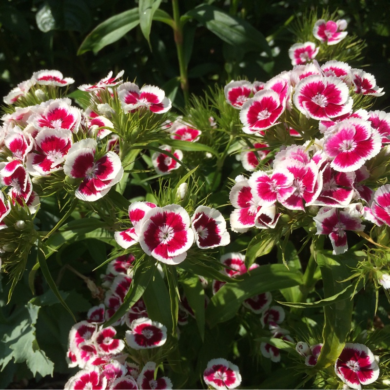 Sweet William Persian Carpet in the GardenTags plant encyclopedia