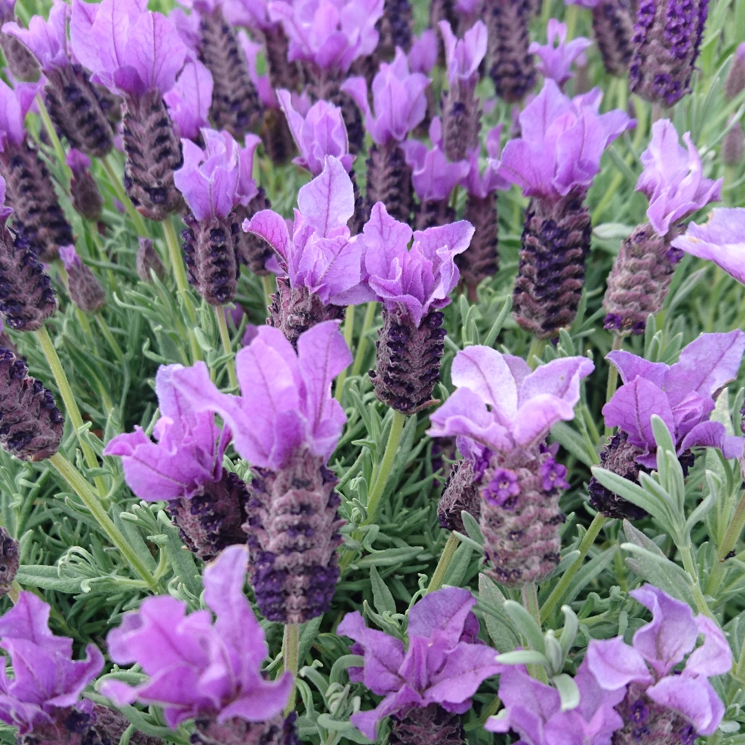 Lavender Bouquet Of Roses in the GardenTags plant encyclopedia