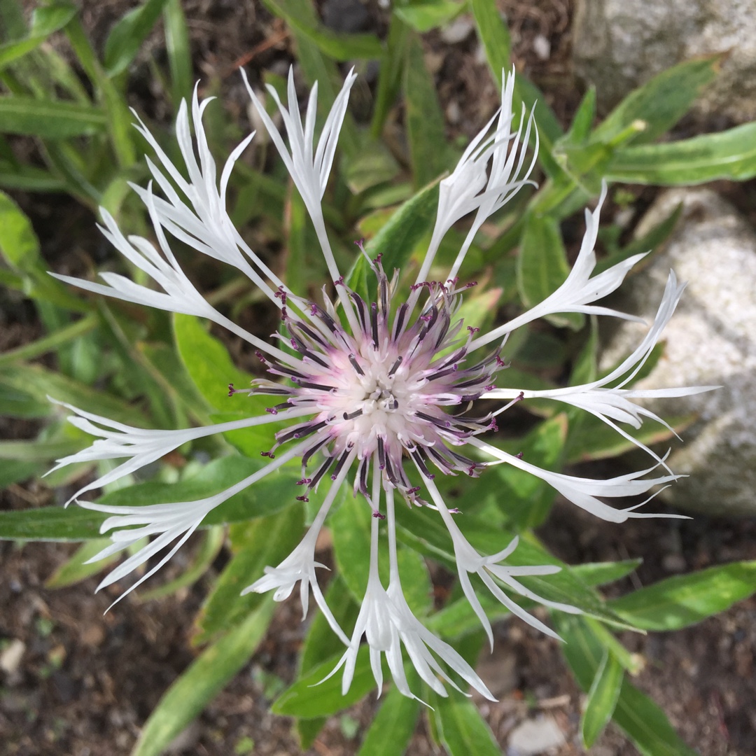 White Perennial Cornflower in the GardenTags plant encyclopedia