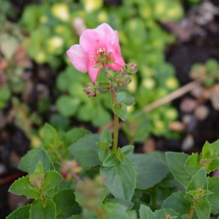 Twinspur Flying Colours Apple Blossom in the GardenTags plant encyclopedia