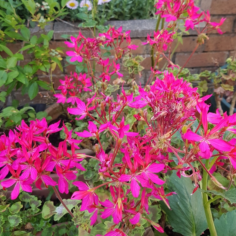 Pelargonium Fireworks Pink (Zonal) in the GardenTags plant encyclopedia