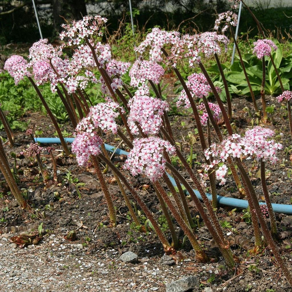 Indian rhubarb in the GardenTags plant encyclopedia