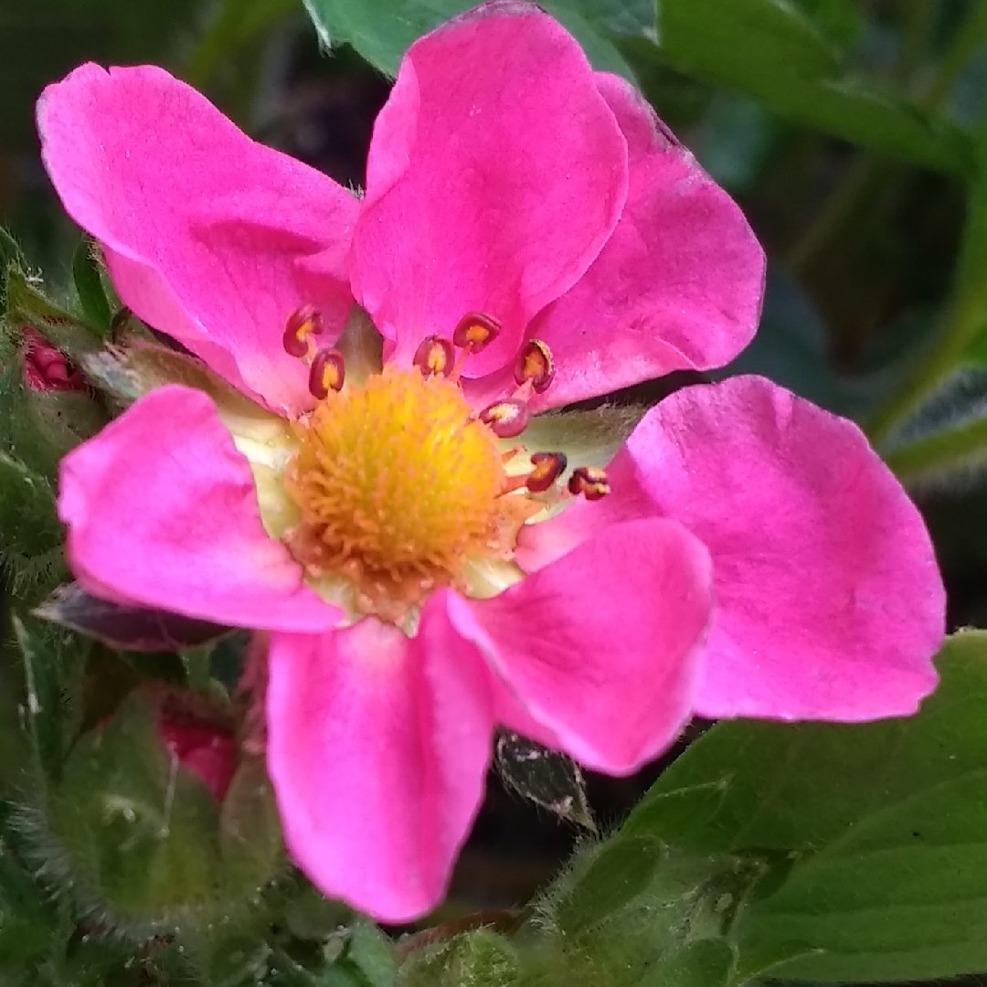 Strawberry Red Ruby in the GardenTags plant encyclopedia