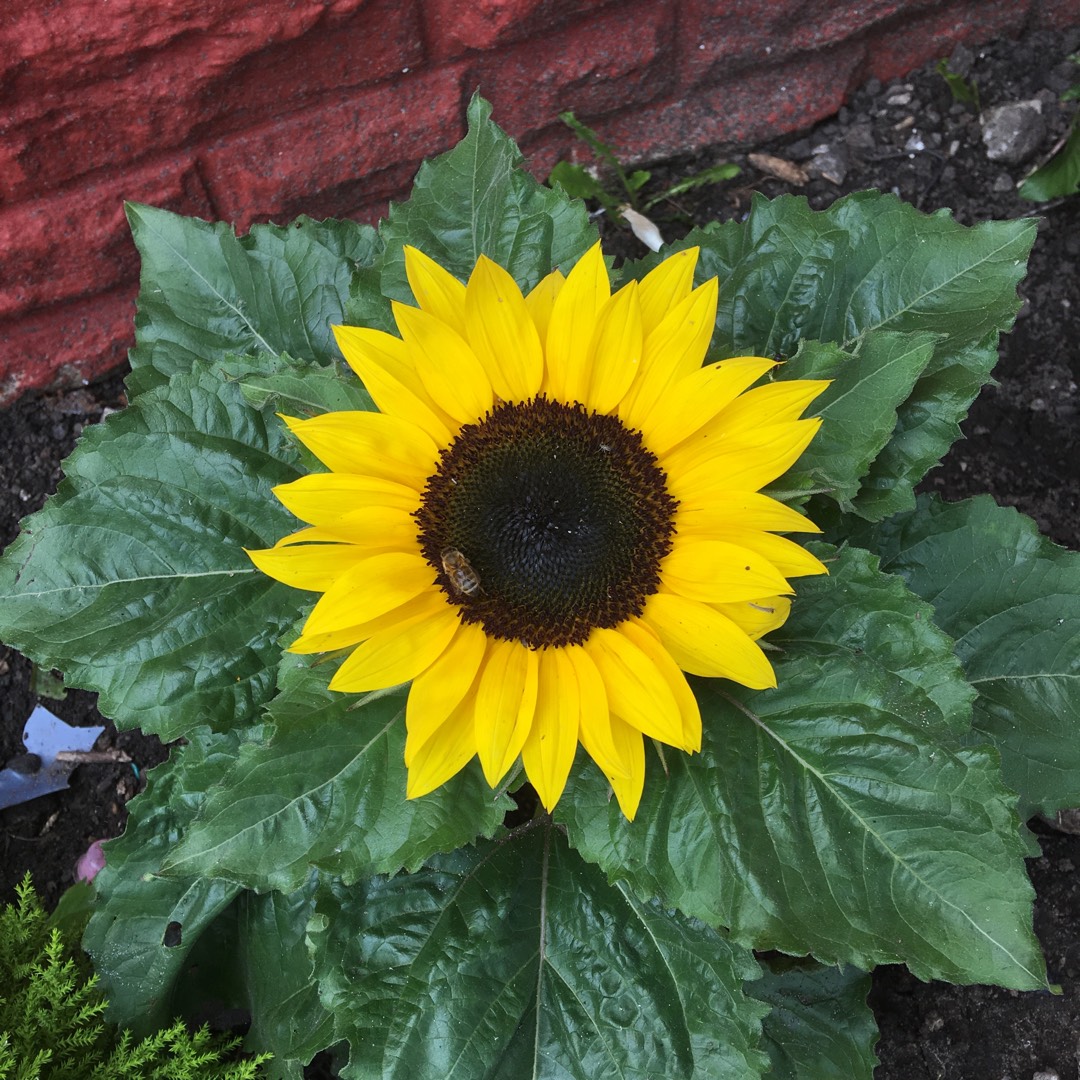 Sunflower Choco Sun in the GardenTags plant encyclopedia