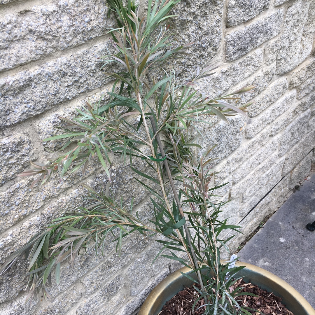 Bottlebrush Injune in the GardenTags plant encyclopedia