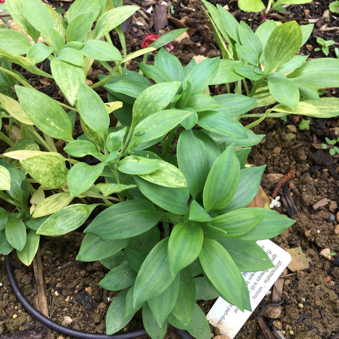 Peruvian Lily Saturne in the GardenTags plant encyclopedia