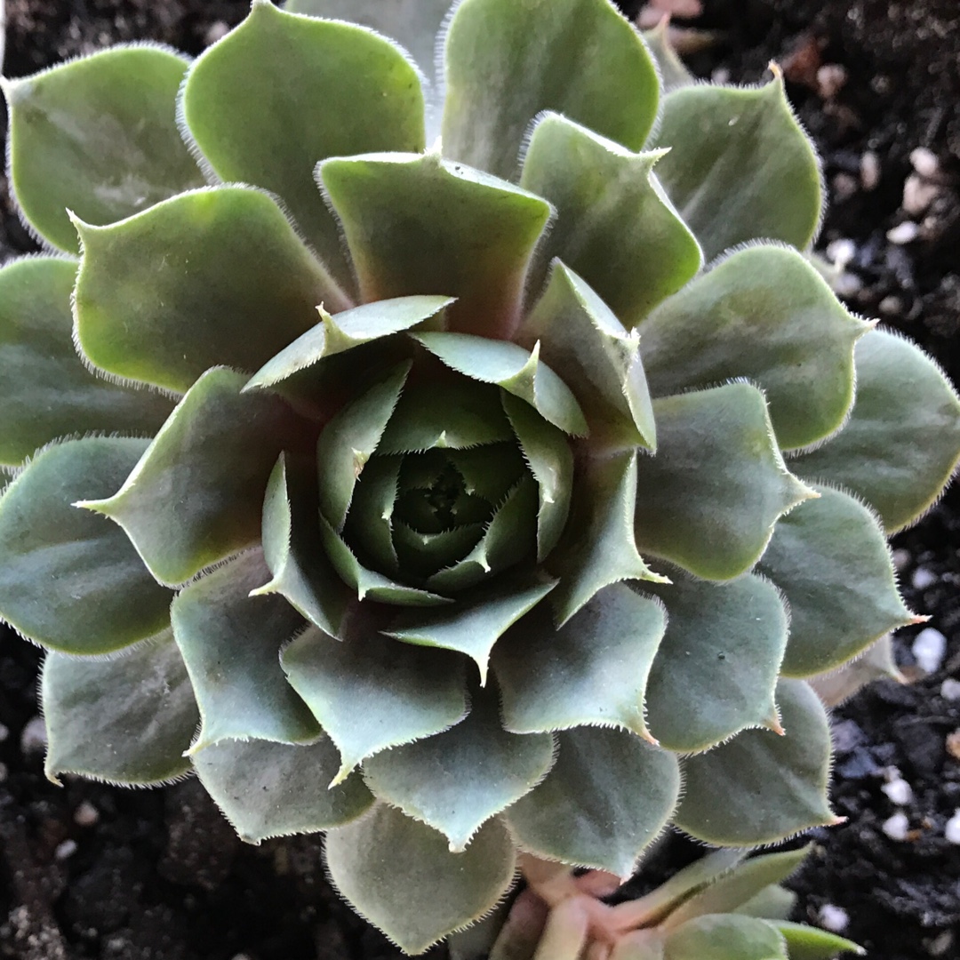 Sempervivum Purple Haze in the GardenTags plant encyclopedia