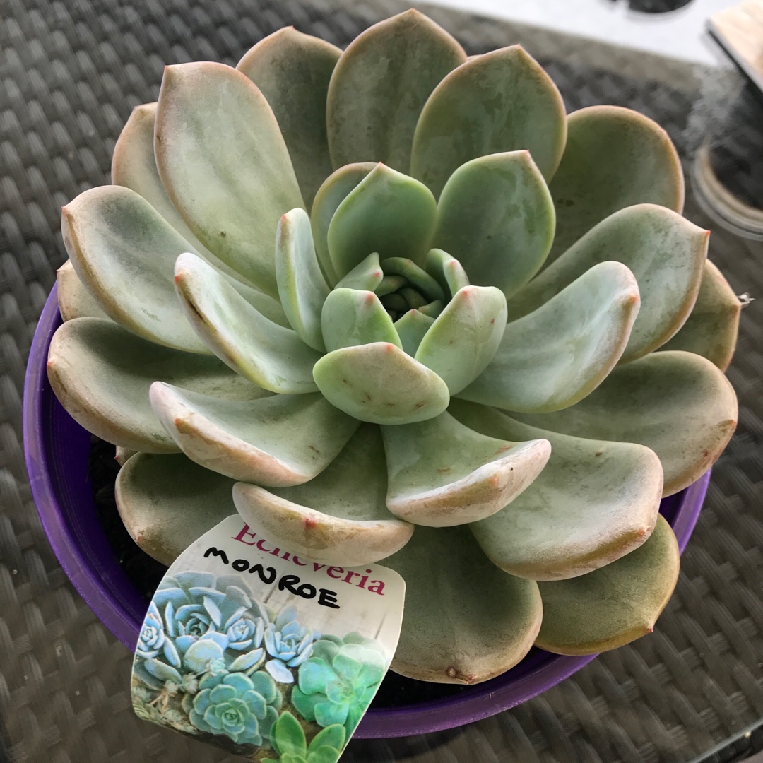 Echeveria Monroe in the GardenTags plant encyclopedia