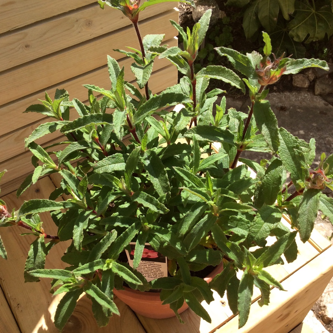 Cistus Anne Palmer in the GardenTags plant encyclopedia