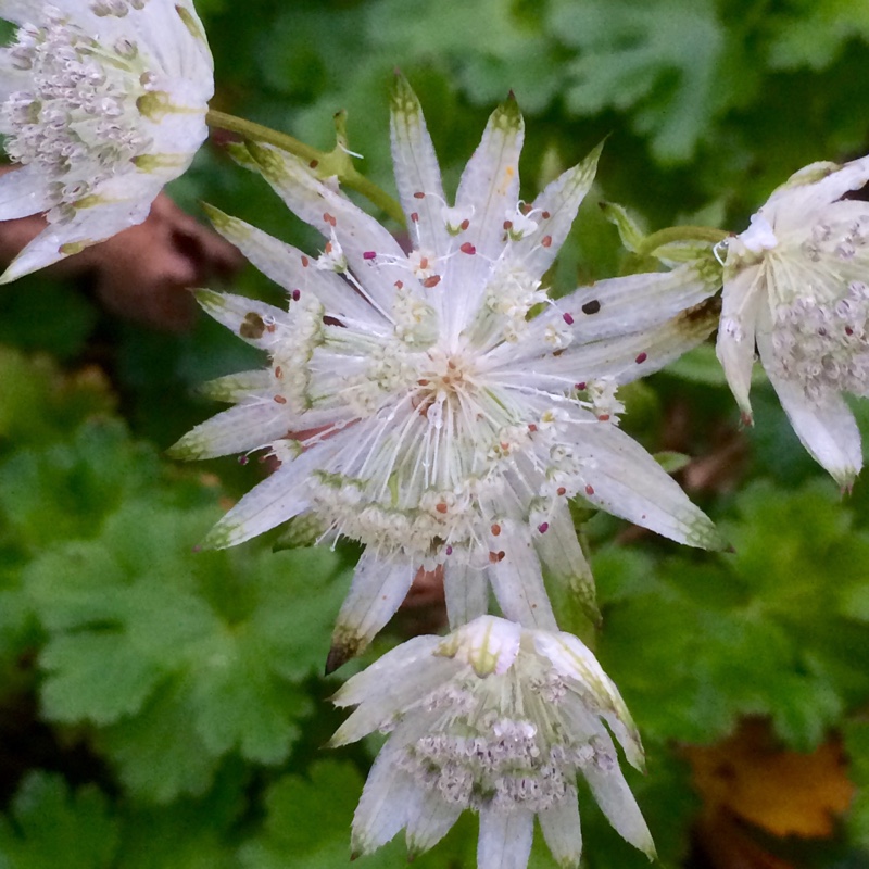 Masterwort Shaggy in the GardenTags plant encyclopedia