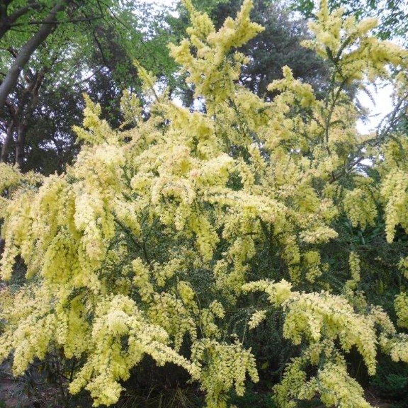 Ovens acacia, in the GardenTags plant encyclopedia