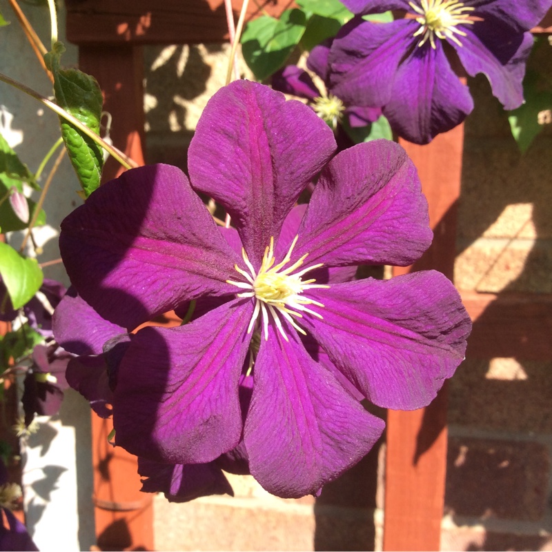 Clematis Viola in the GardenTags plant encyclopedia