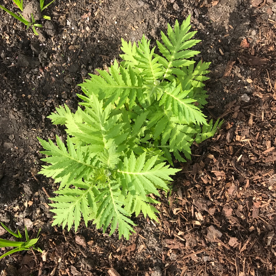 Yarrow Grandiflora in the GardenTags plant encyclopedia