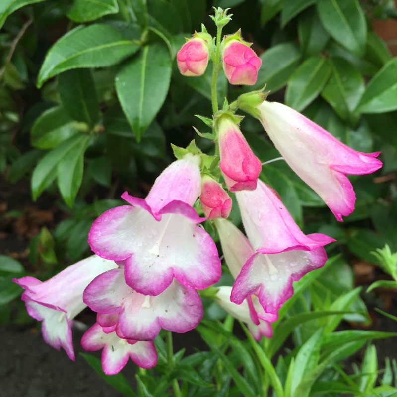 Beardtongue Pensham Laura in the GardenTags plant encyclopedia