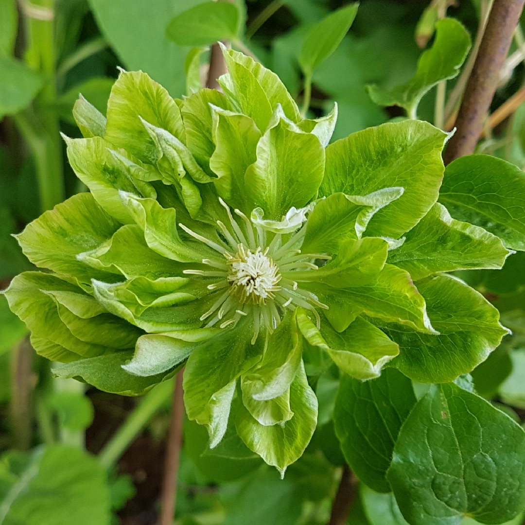 Clematis Green Passion in the GardenTags plant encyclopedia