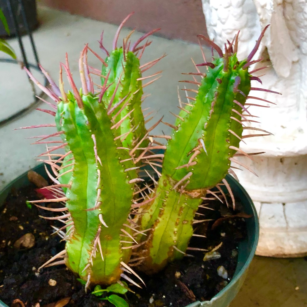 Euphorbia ferox in the GardenTags plant encyclopedia