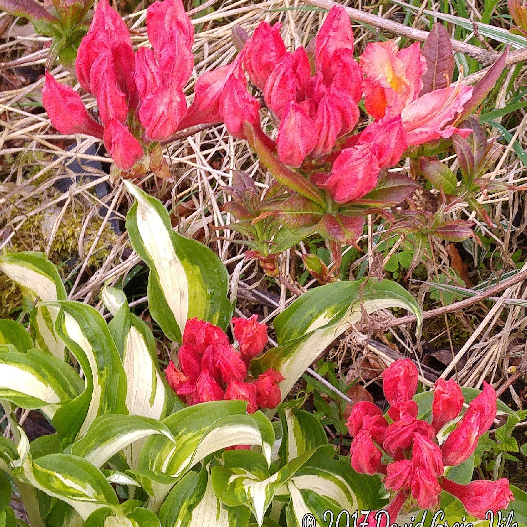 Azalea Luteum Berryrose in the GardenTags plant encyclopedia