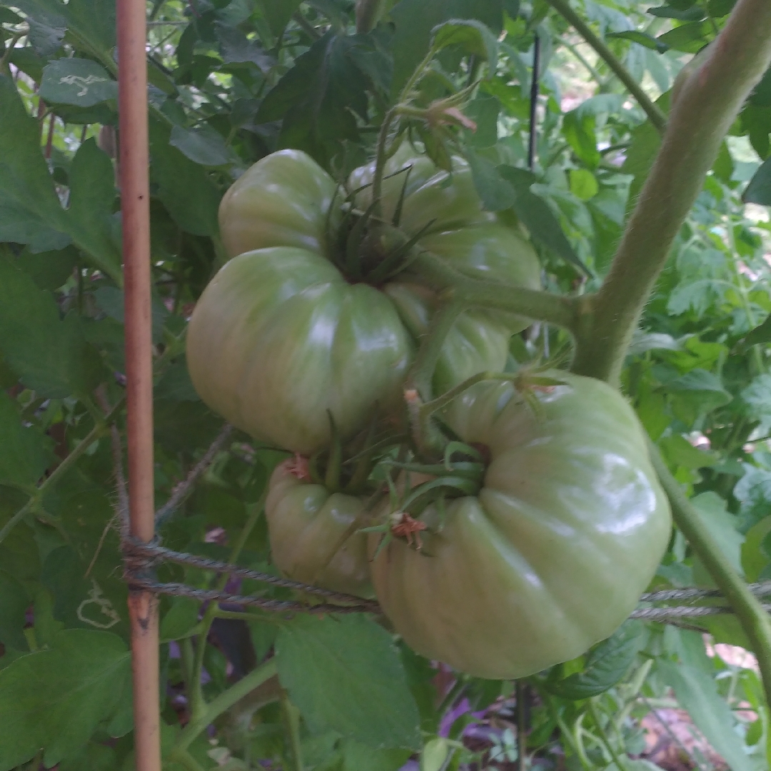 Tomato Beefmaster in the GardenTags plant encyclopedia