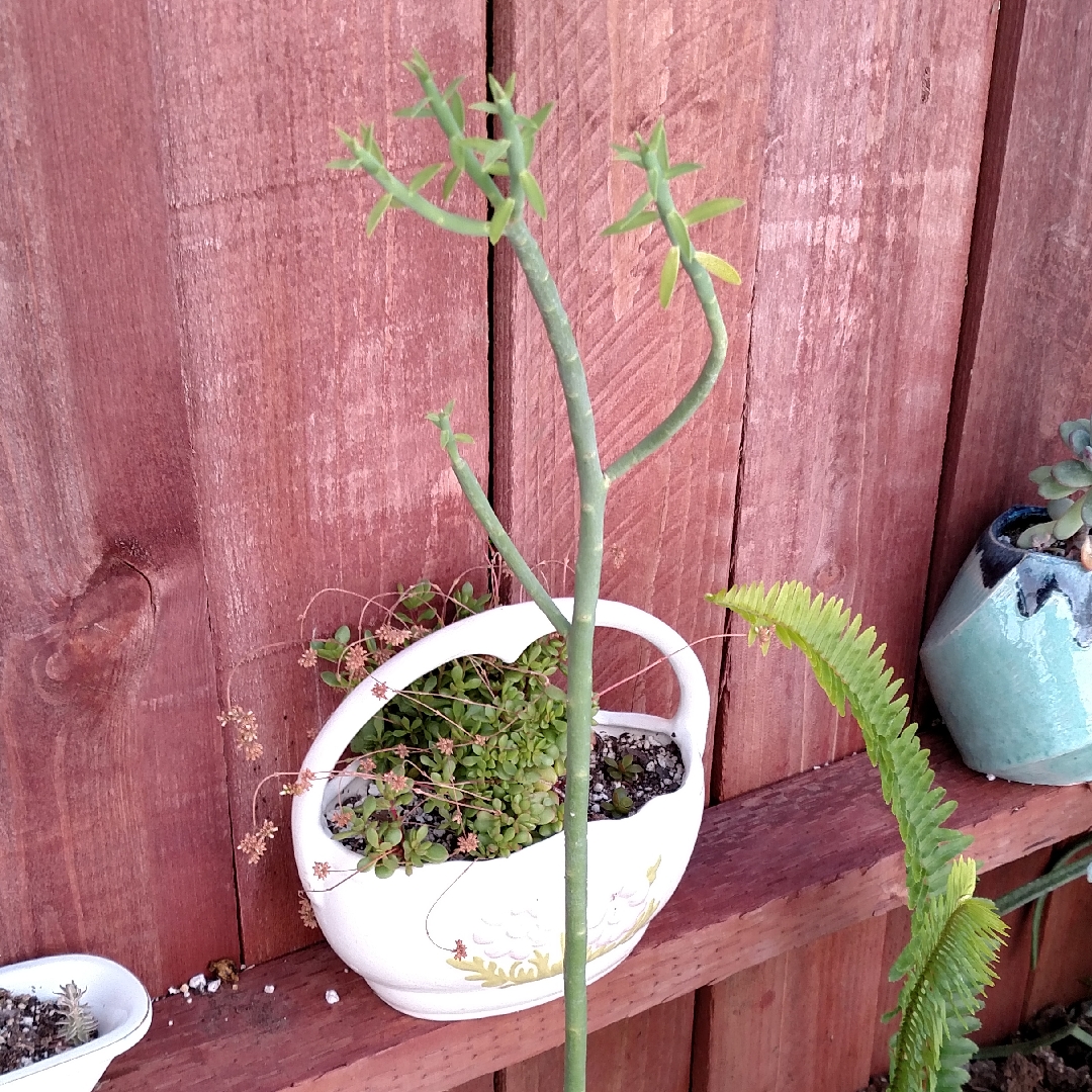 Euphorbia floresii in the GardenTags plant encyclopedia