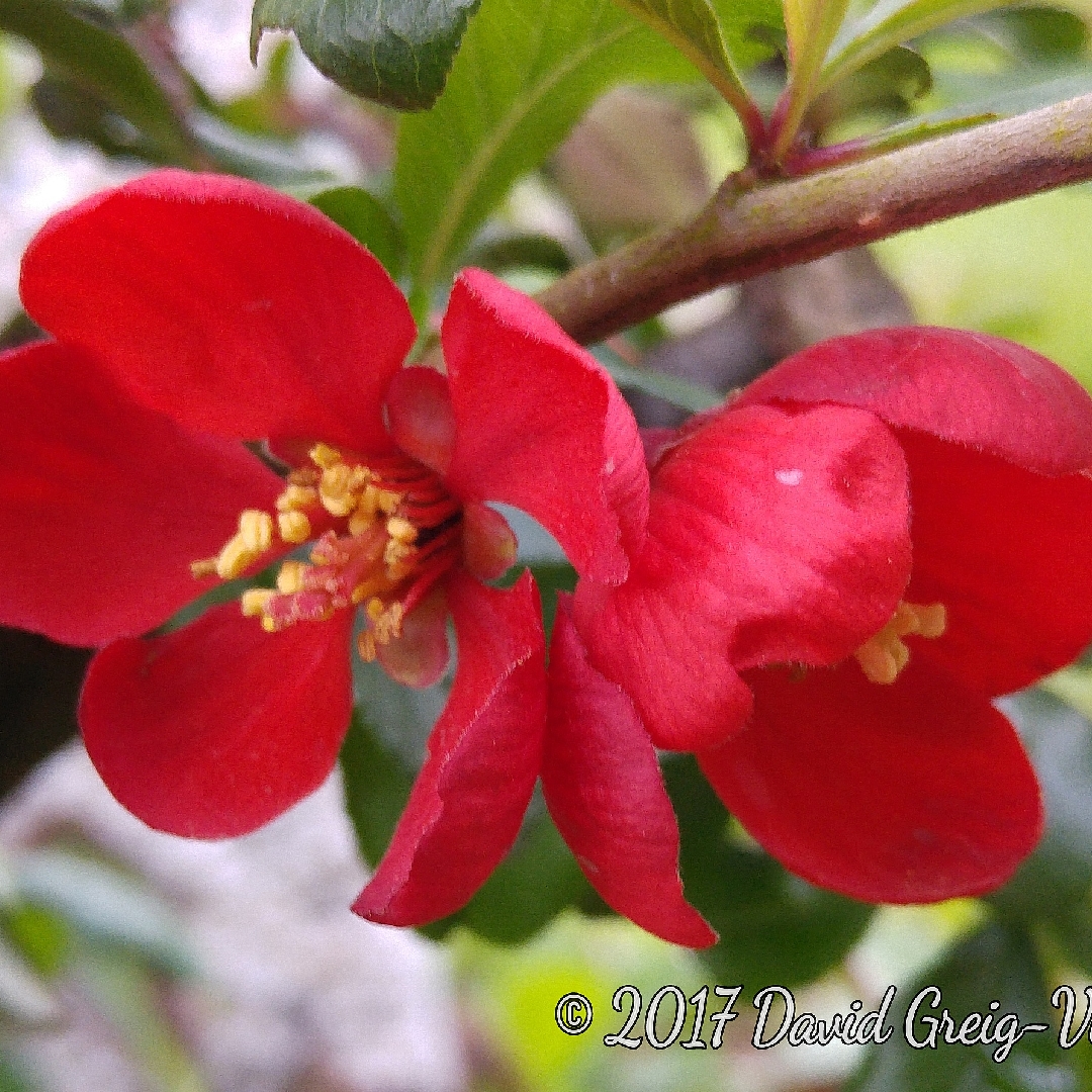 Japanese Quince Crimson and Gold in the GardenTags plant encyclopedia