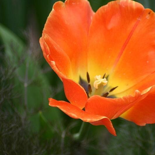 Tulip Daydream (Darwin Hybrid) in the GardenTags plant encyclopedia