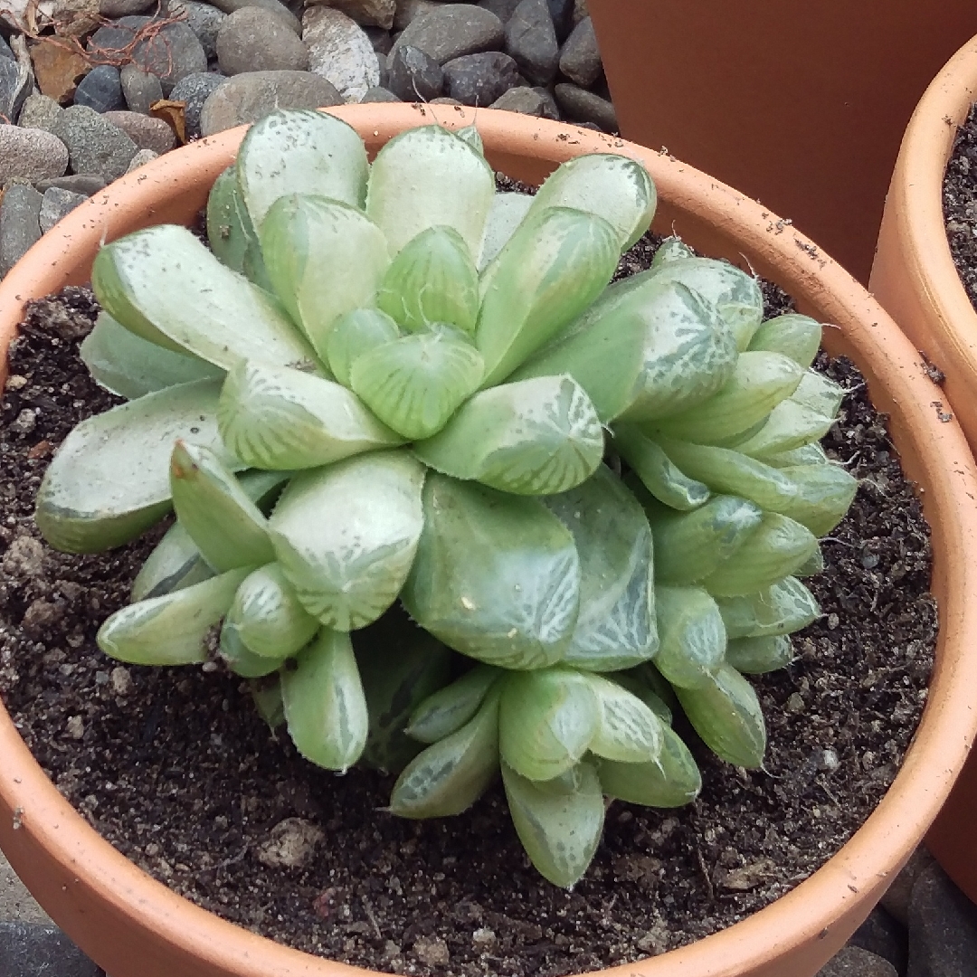 Haworthia obtusa in the GardenTags plant encyclopedia