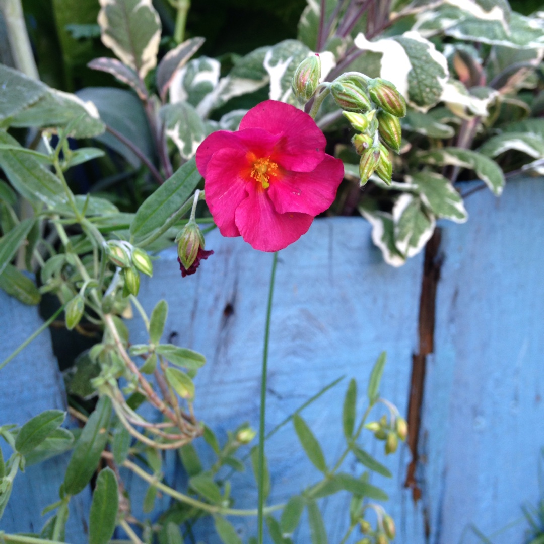 Rock Rose Bunbury in the GardenTags plant encyclopedia