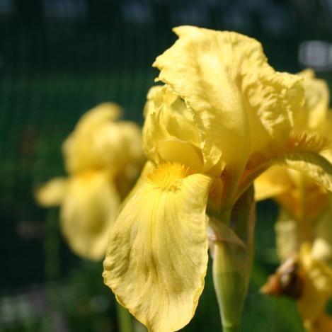 Bearded Iris Saint Crispin (Tall) in the GardenTags plant encyclopedia