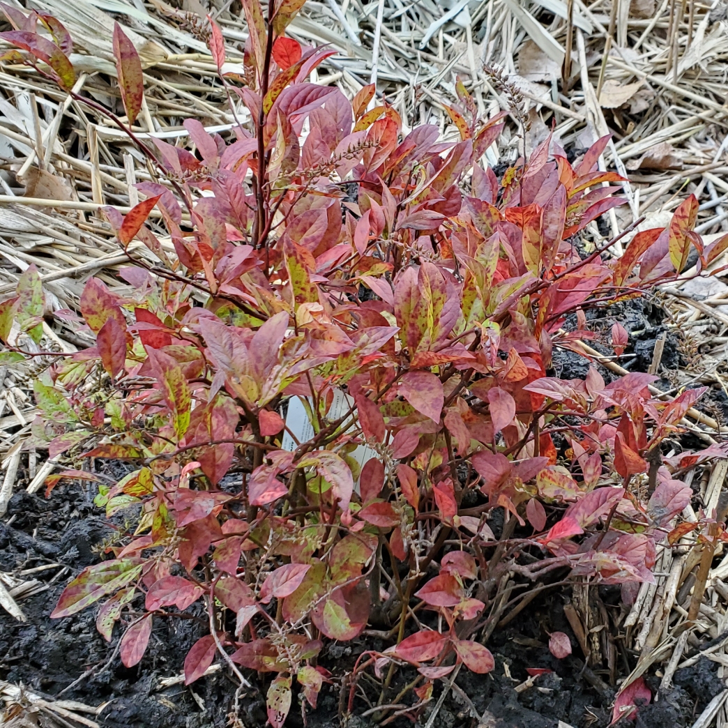 Virginia sweetspire Henrys Garnet in the GardenTags plant encyclopedia