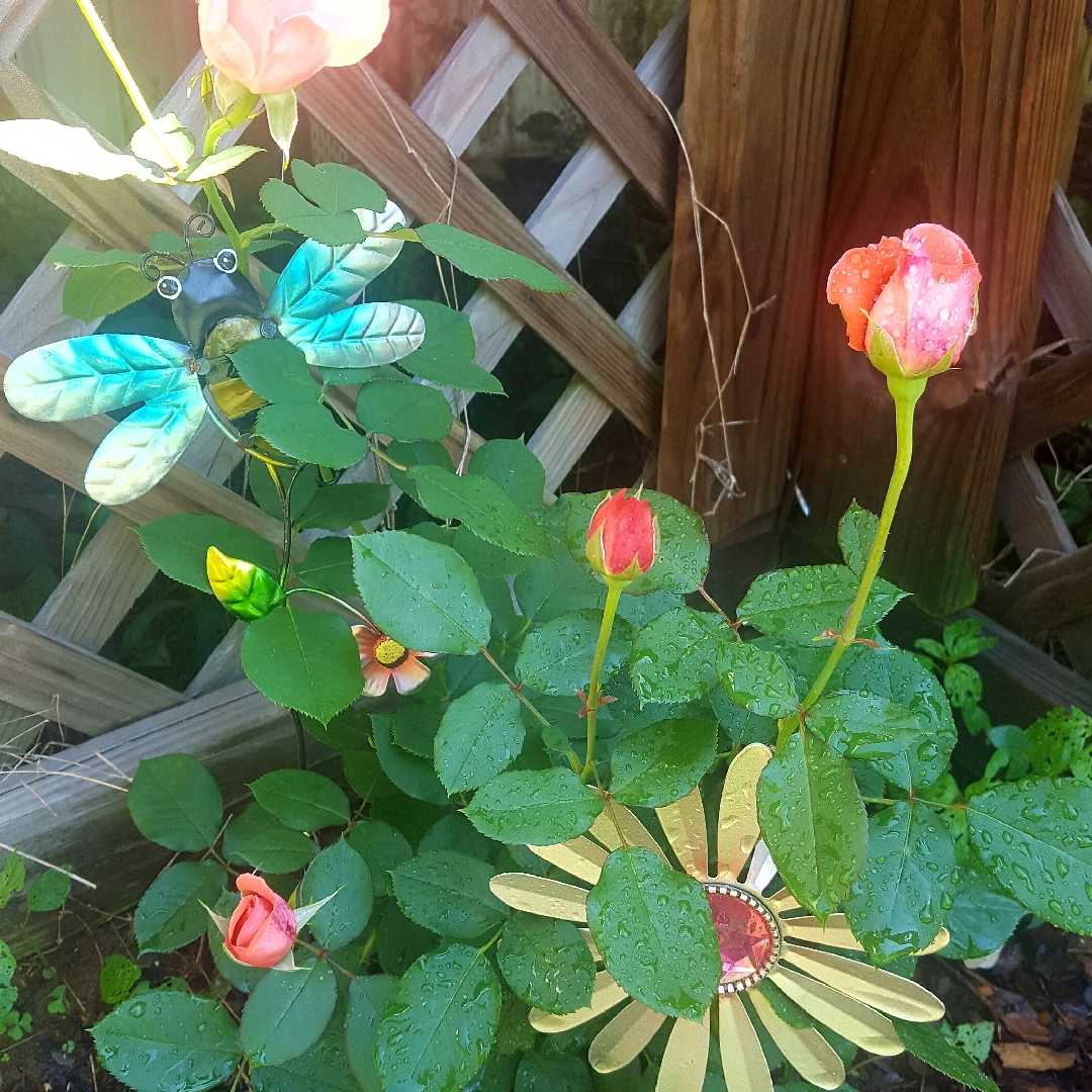 Rose America (Climbing) in the GardenTags plant encyclopedia