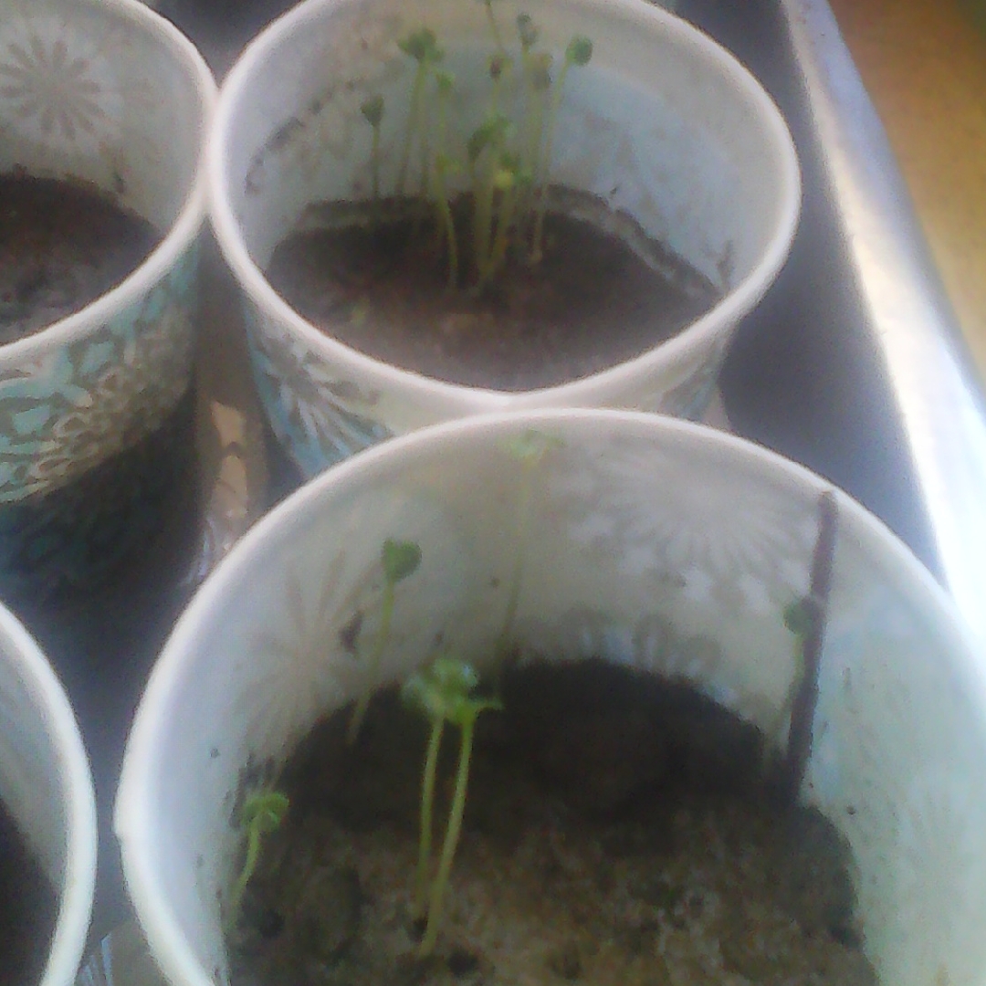 Broccoli Raab in the GardenTags plant encyclopedia