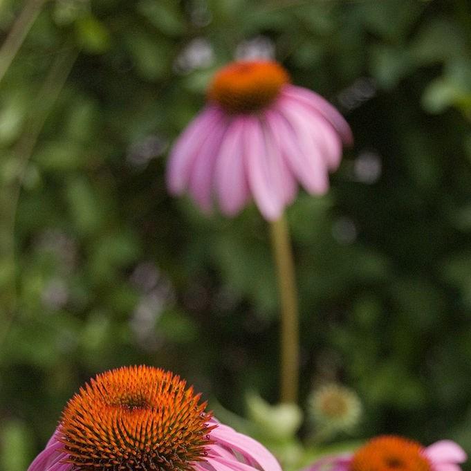 Coneflower Magnus in the GardenTags plant encyclopedia