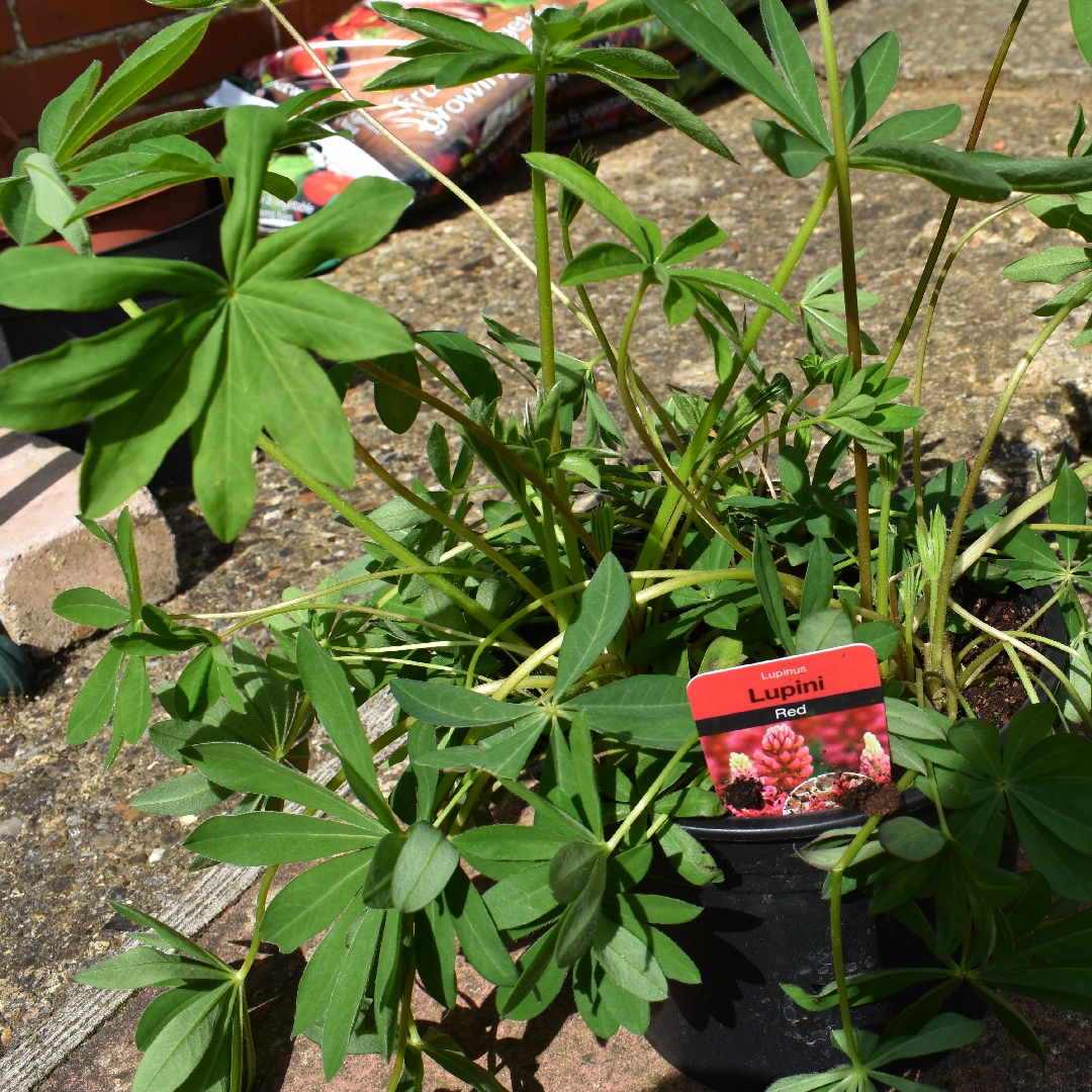 Lupin Lupini Red in the GardenTags plant encyclopedia