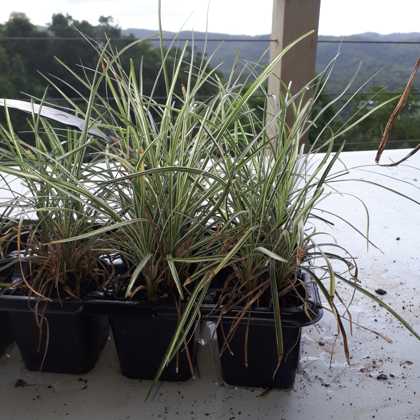 Mondo Grass Variegatus in the GardenTags plant encyclopedia