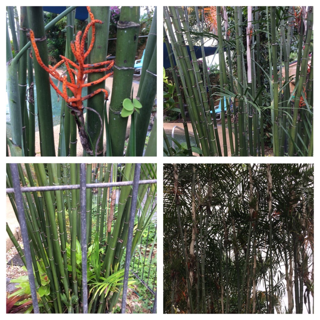 Bamboo Palm in the GardenTags plant encyclopedia