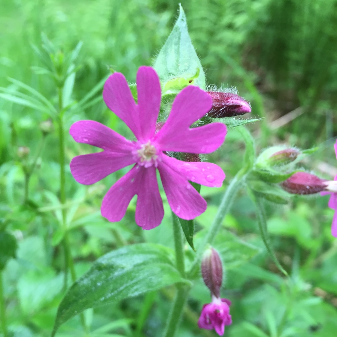 Red Campion in the GardenTags plant encyclopedia