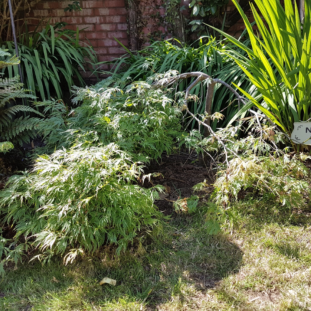 Cut Leaf Japanese Maple Dissectum Viride Group in the GardenTags plant encyclopedia