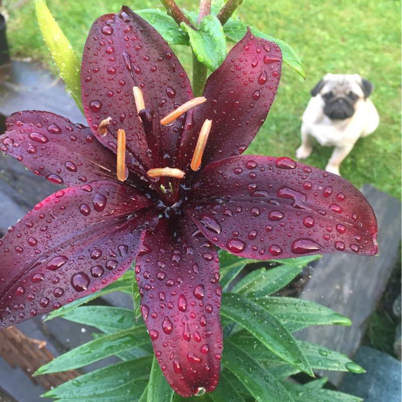 Lily Tarrango (Oriental) in the GardenTags plant encyclopedia