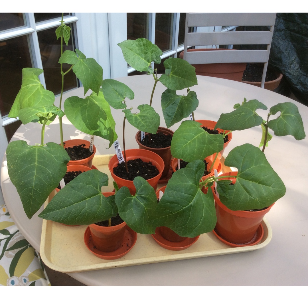 Runner Bean Polestar in the GardenTags plant encyclopedia