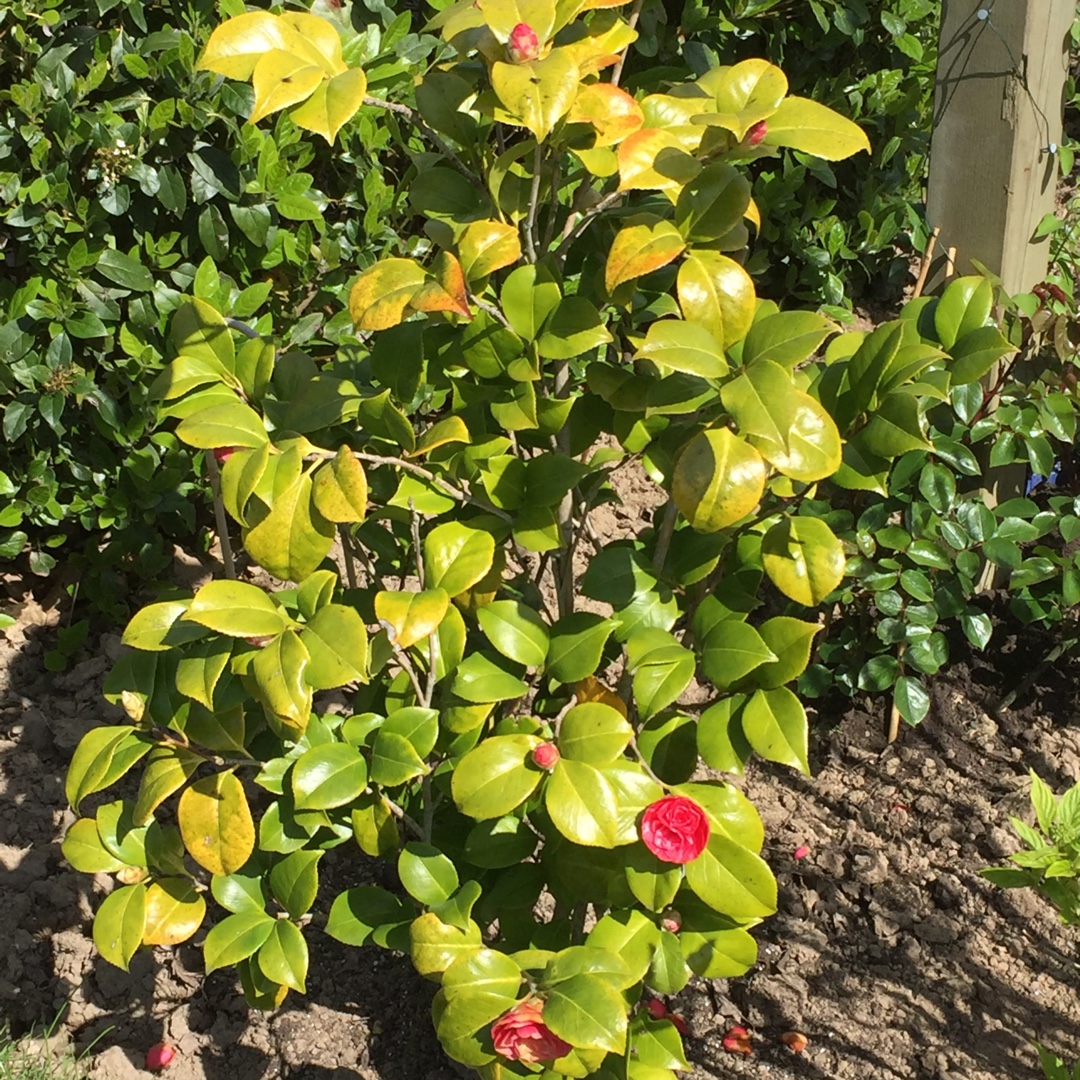 Camellia Madame de Strekaloff in the GardenTags plant encyclopedia