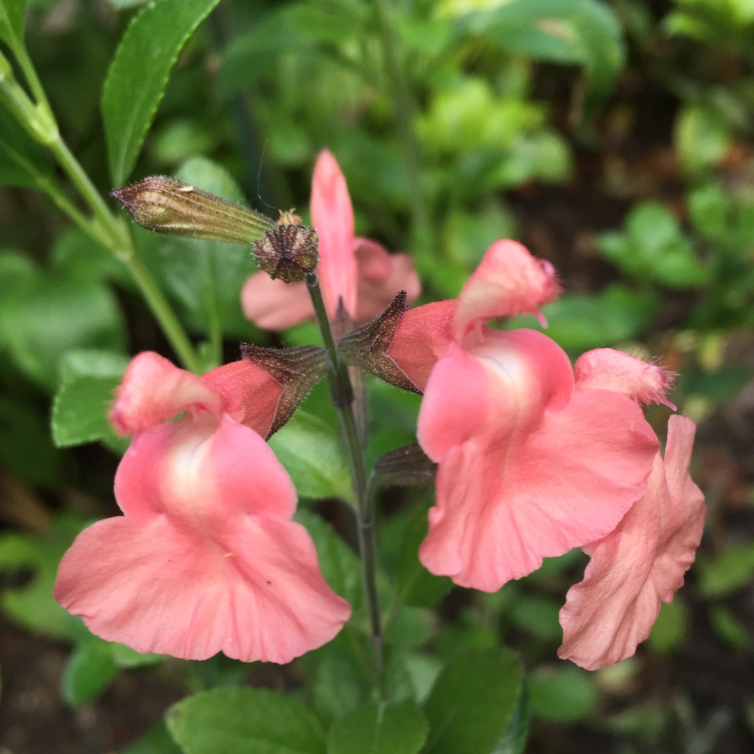 Salvia Salmon Dance in the GardenTags plant encyclopedia