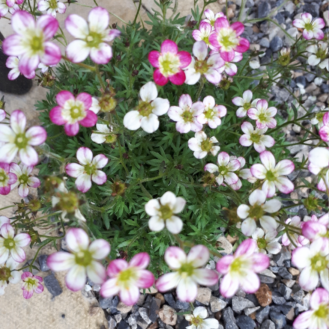 Saxifrage Early Picotee in the GardenTags plant encyclopedia