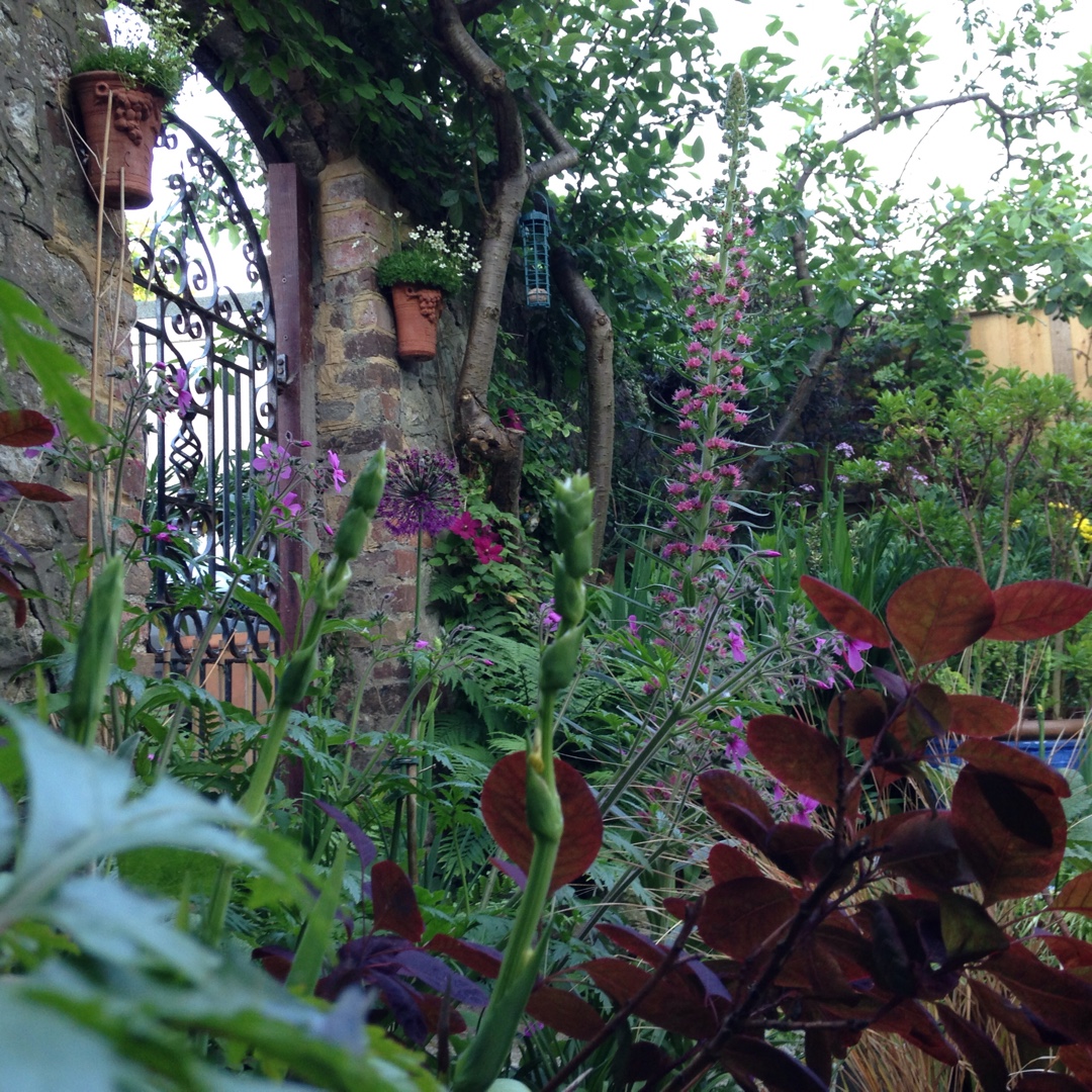 Vipers Bugloss Pink Fountain in the GardenTags plant encyclopedia