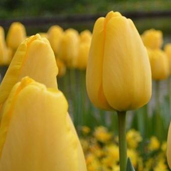 Tulip Golden Parade (Darwin Hybrid) in the GardenTags plant encyclopedia